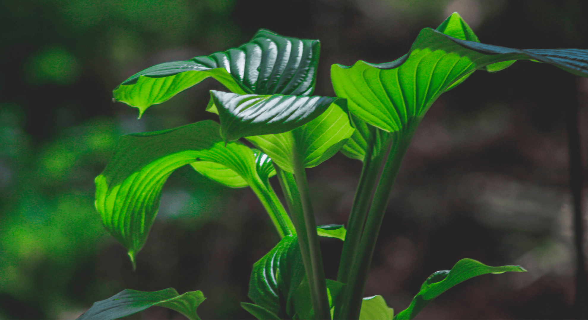 Monstera Deliciosa plant with glossy split leaves